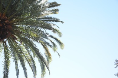 Beautiful palm tree with green leaves against clear sky, low angle view. Space for text