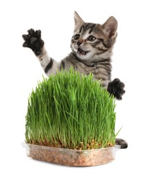 Image of Adorable kitten and plastic container with fresh green grass on white background