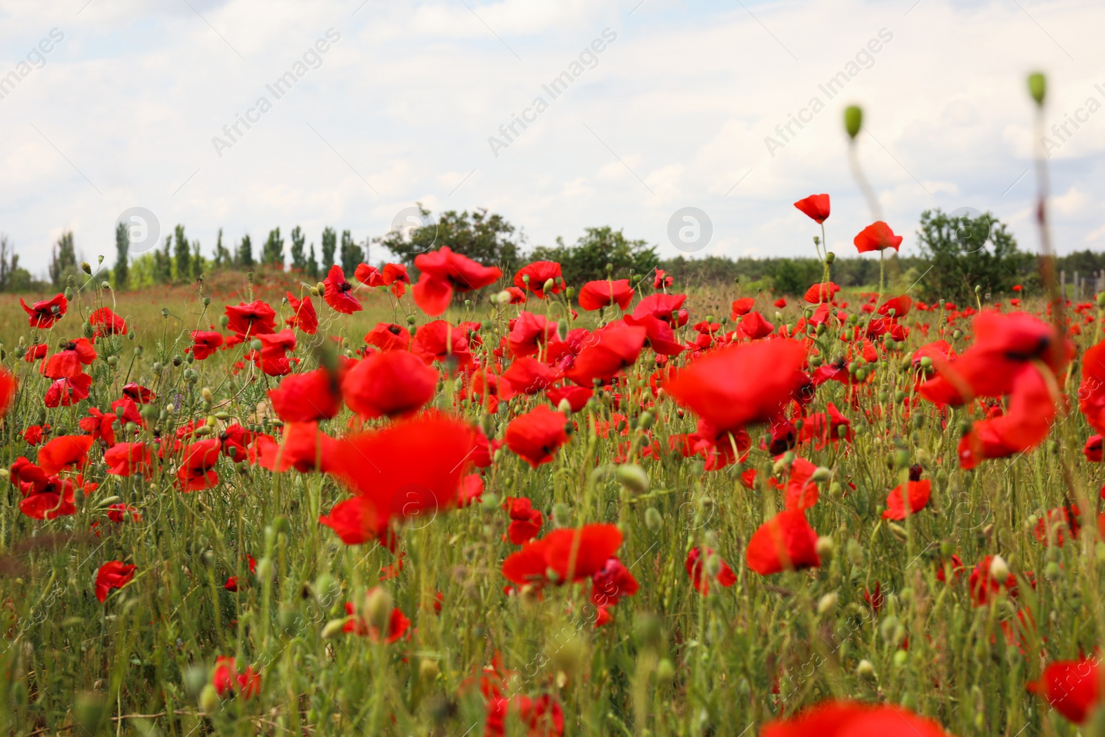 Photo of Beautiful red poppy flowers growing in field