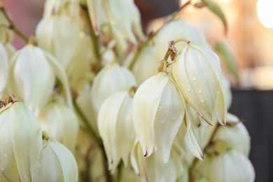 Closeup view of beautiful yucca flowers with water drops on blurred background