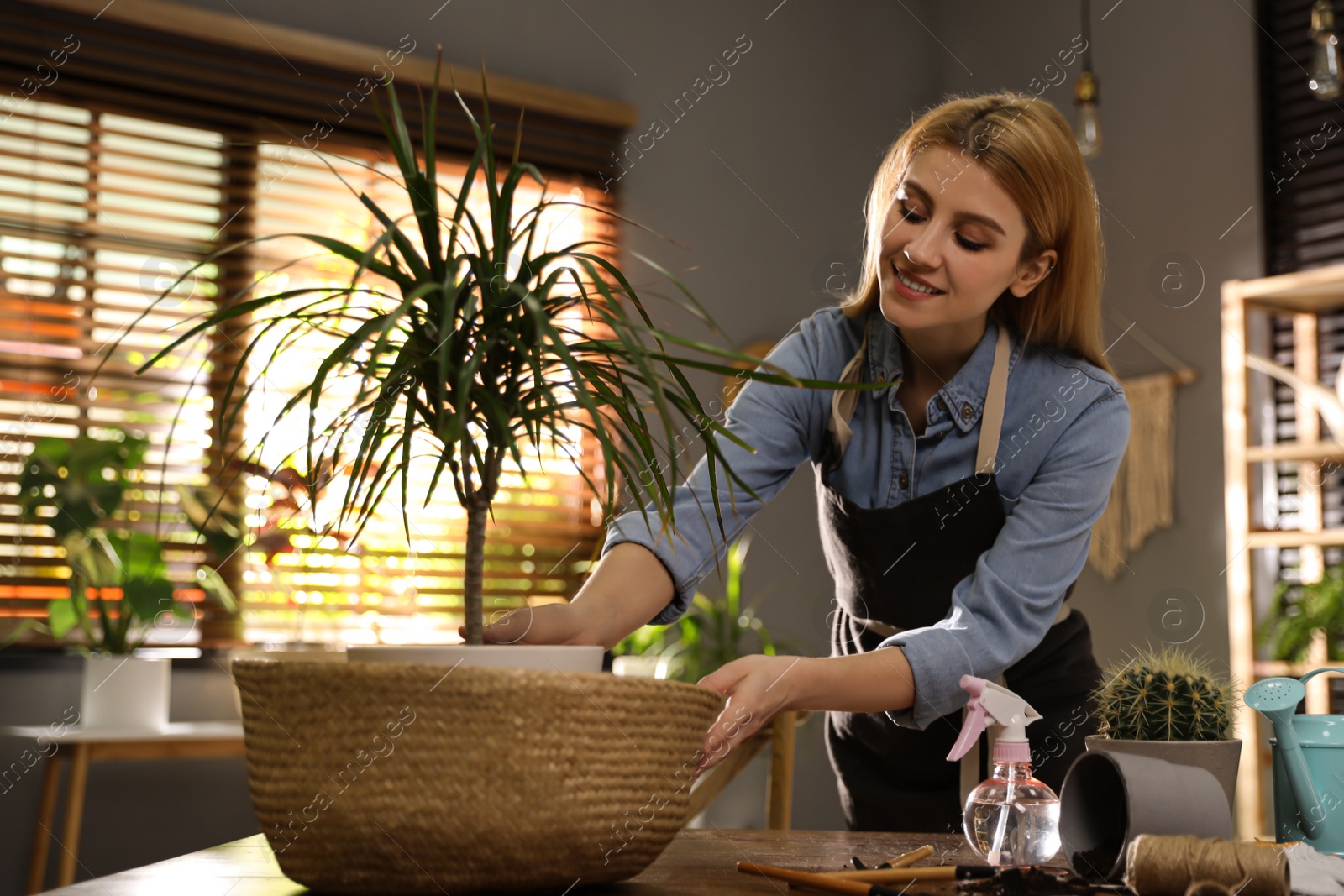 Photo of Young woman taking care of Dracaena plant at home. Engaging hobby