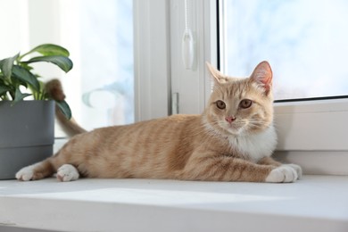 Cute ginger cat lying on windowsill at home