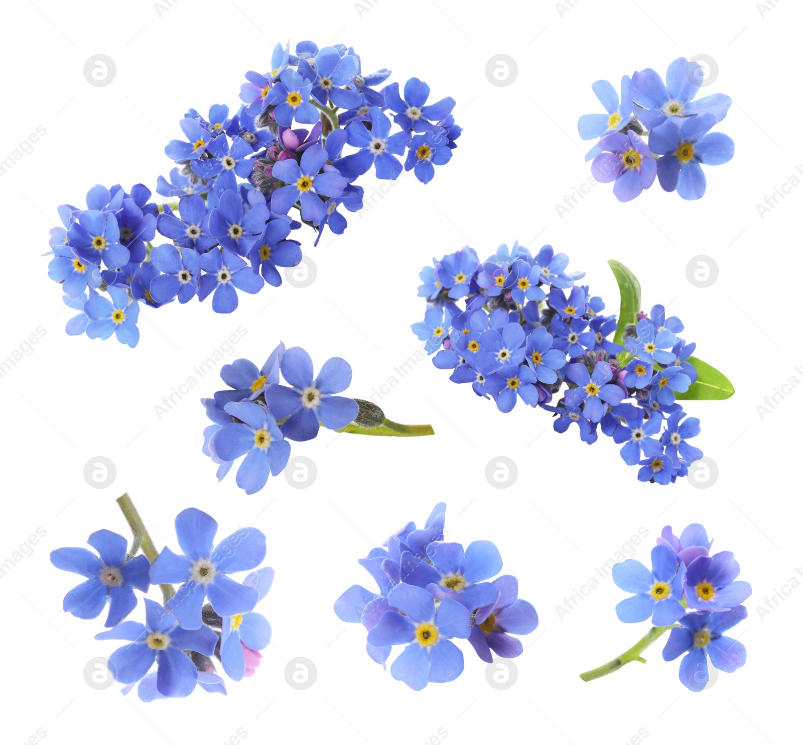 Image of Set with beautiful tender forget me not flowers on white background 