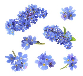 Set with beautiful tender forget me not flowers on white background 