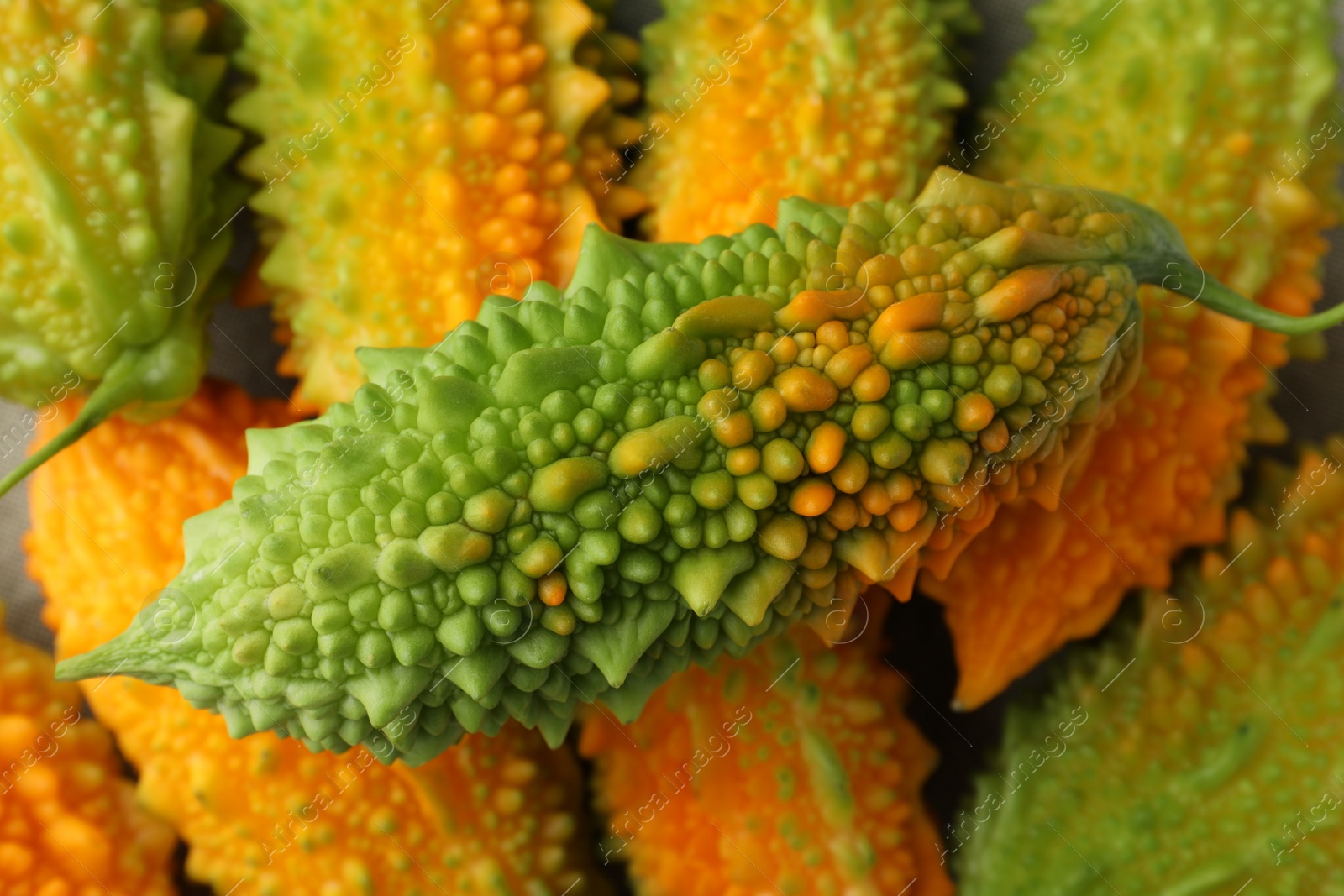 Photo of Many fresh bitter melons as background, closeup