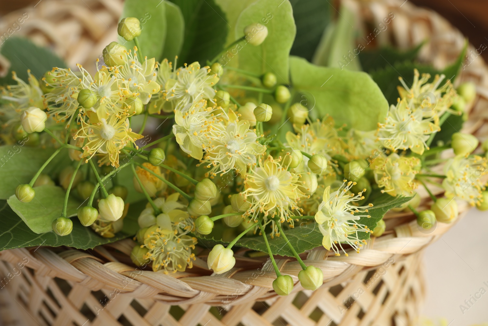 Photo of Fresh linden leaves and flowers in wicker basket on table, closeup