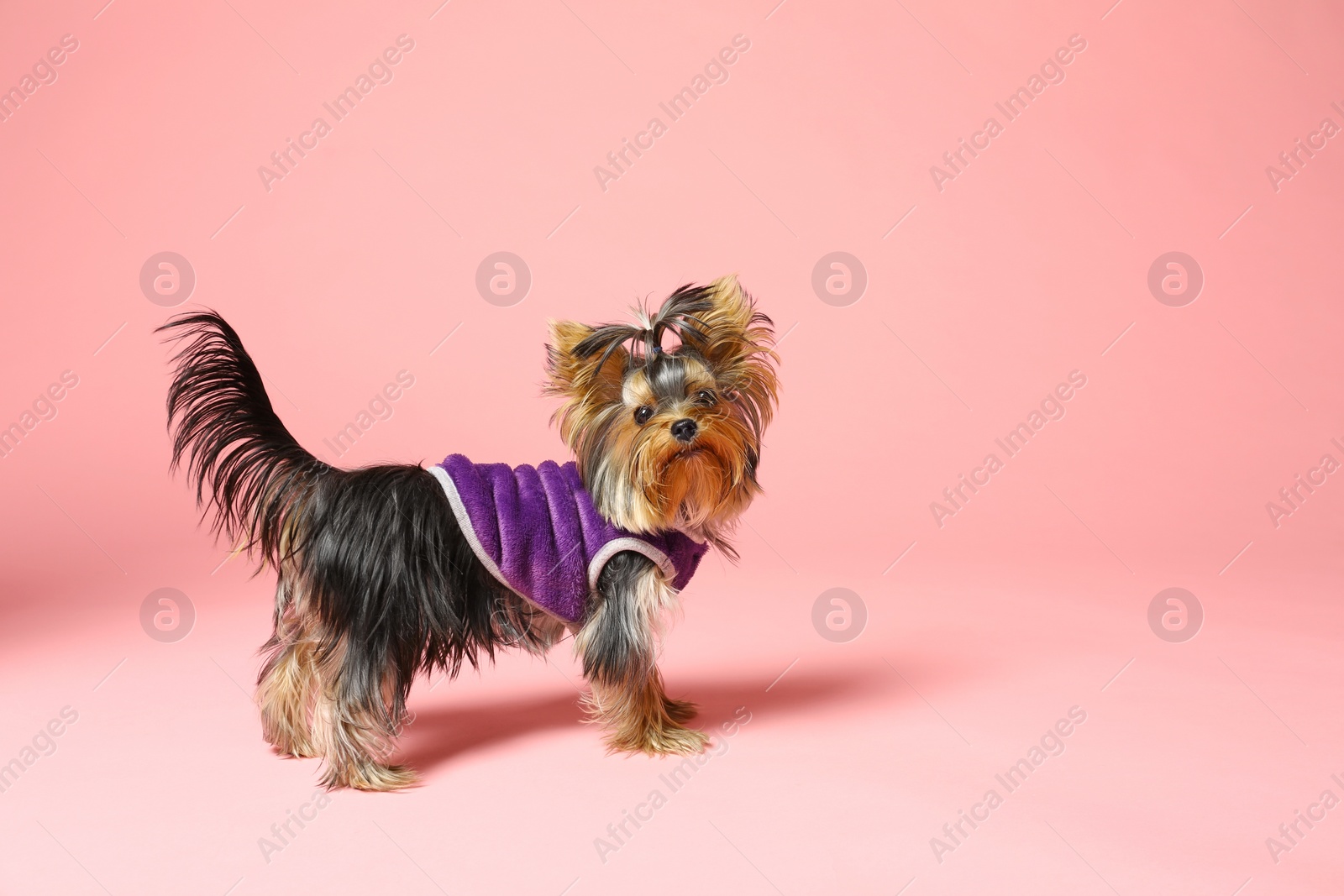 Photo of Adorable Yorkshire terrier wearing warm sweater on pink background. Cute dog