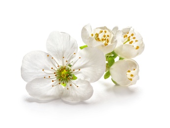 Photo of Beautiful blossoming flowers on white background