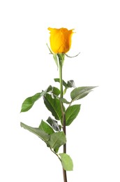 Beautiful fresh yellow rose isolated on white