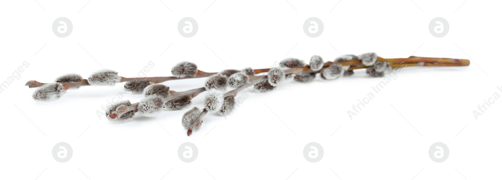 Photo of Beautiful blooming pussy willow branches on white background