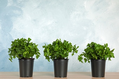 Photo of Pots with fresh green parsley on wooden table against color background. Space for text