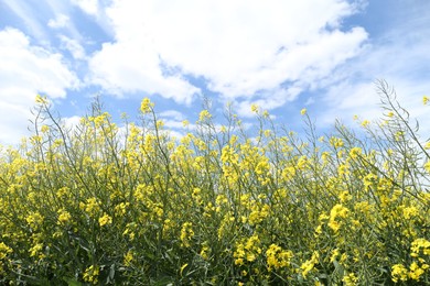 Beautiful rapeseed flowers blooming in field under blue sky