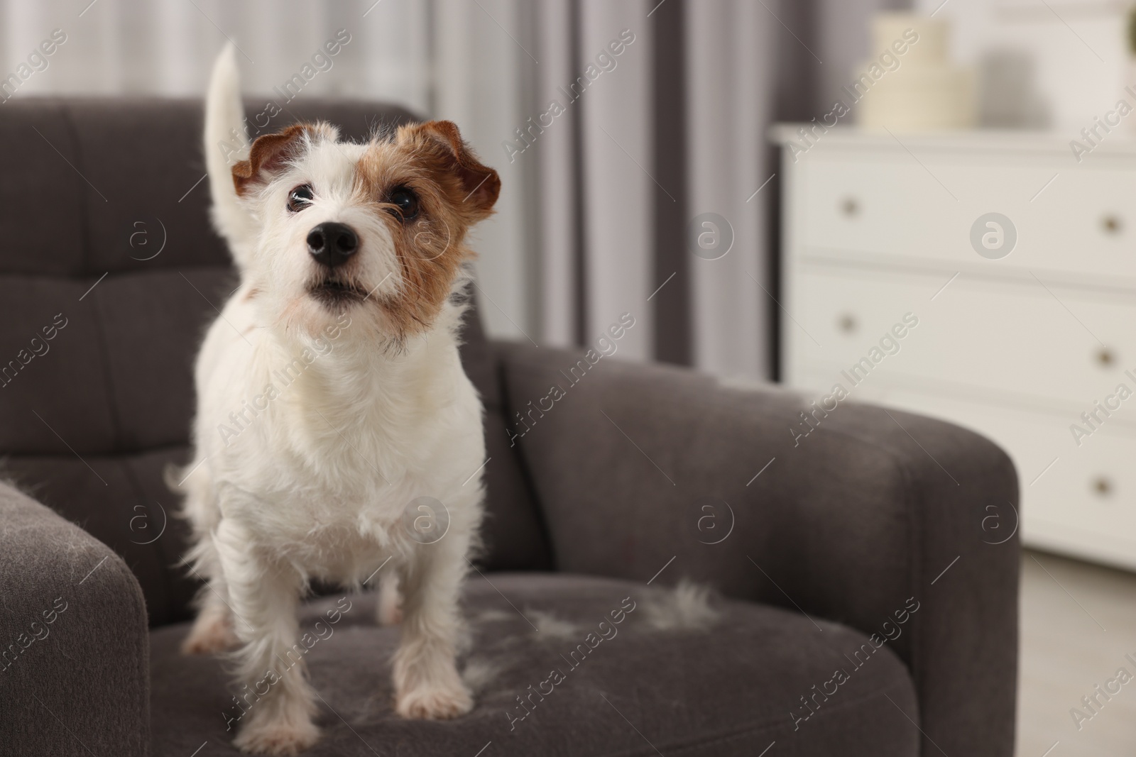 Photo of Cute dog on armchair with pet hair at home