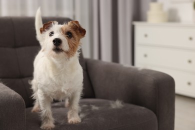 Cute dog on armchair with pet hair at home