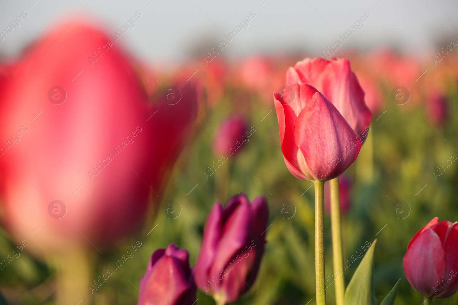 Photo of Field with fresh beautiful tulips. Blooming flowers