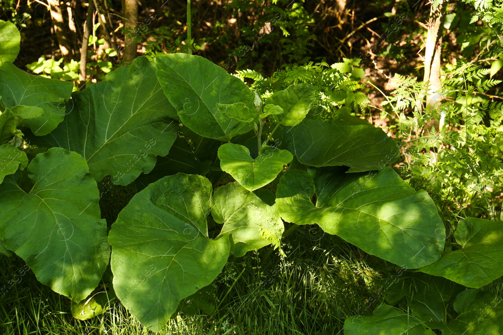 Photo of Burdock plant with big green leaves outdoors