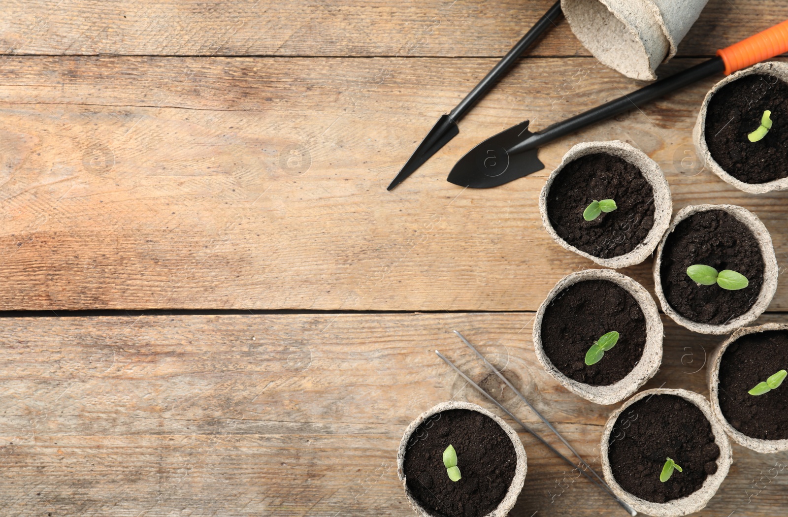 Photo of Young seedlings and gardening tools on wooden table, flat lay. Space for text