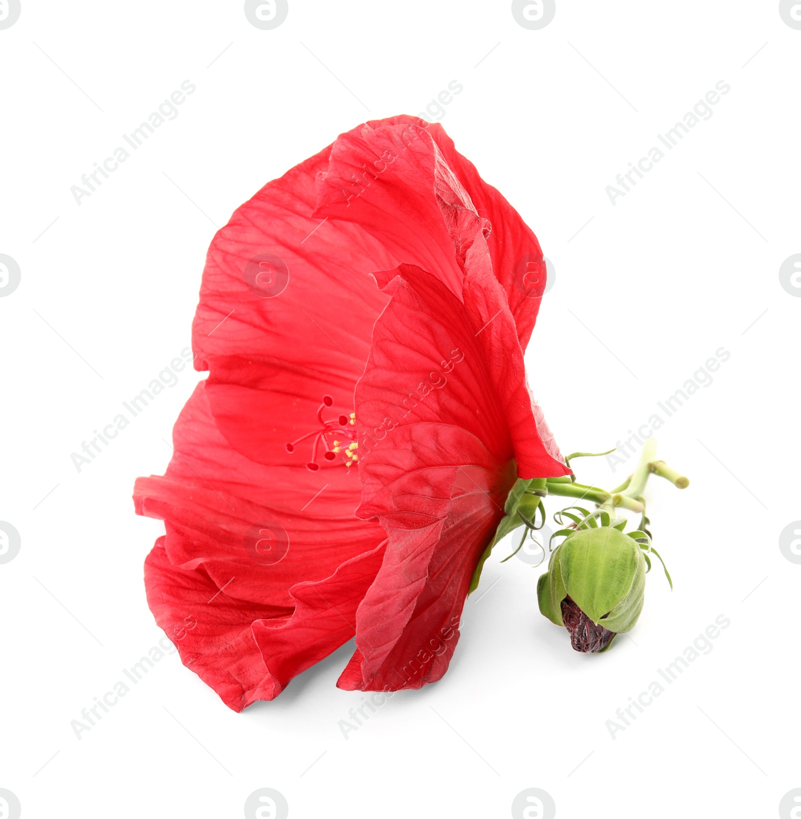 Photo of Beautiful red hibiscus flower on white background