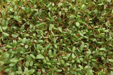 Photo of Growing microgreen. Many fresh arugula sprouts as background, top view