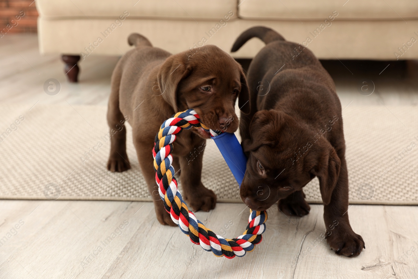 Photo of Chocolate Labrador Retriever puppies with toy indoors