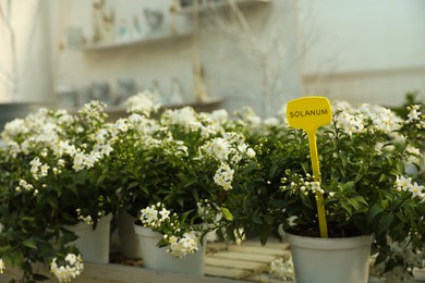 Photo of Many blooming potted solanum plants on table in garden center