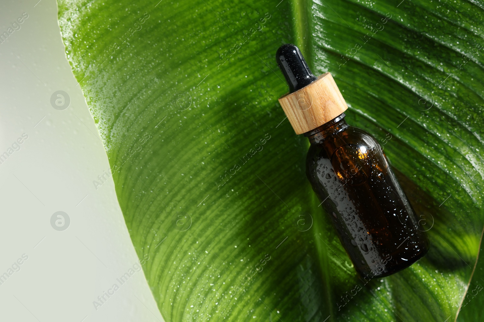 Photo of Bottle of cosmetic product and wet green leaf on white background, top view. Space for text