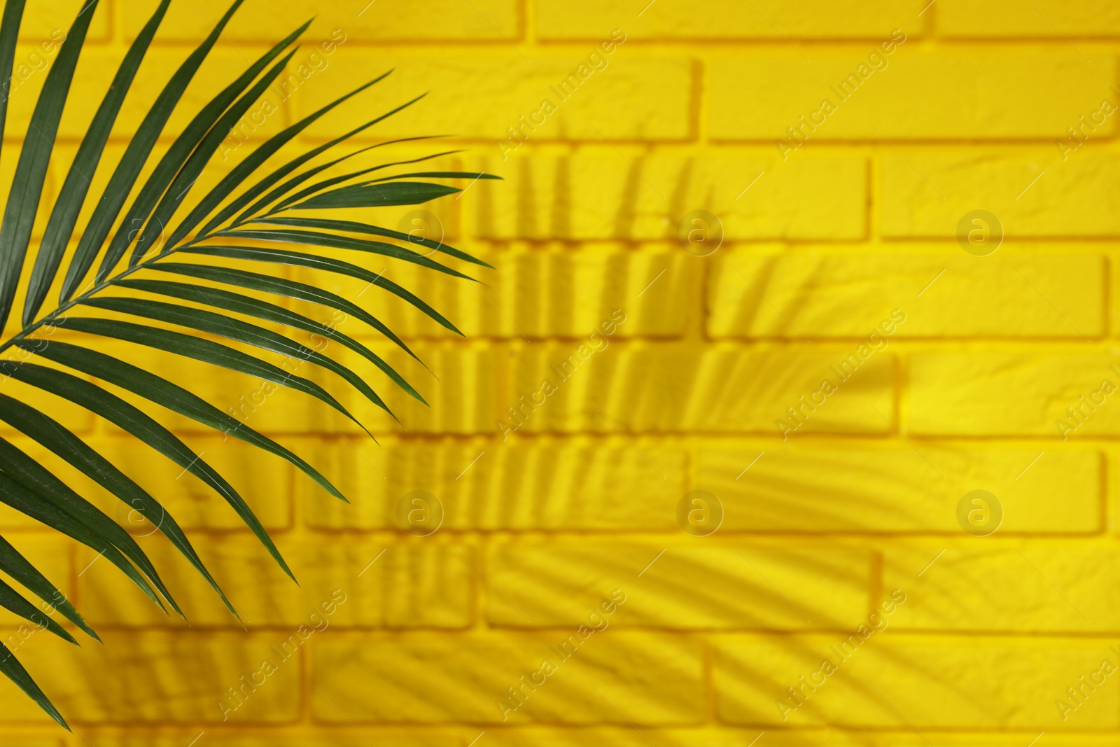 Photo of Shadow cast by tropical palm leaf on yellow brick wall, space for text