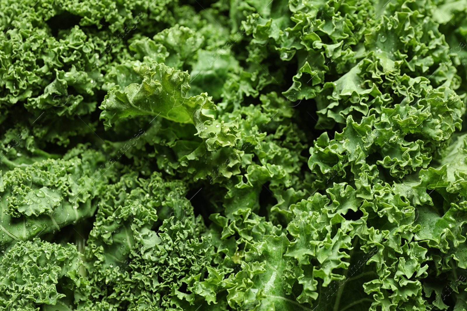 Photo of Fresh wet kale leaves as background, closeup