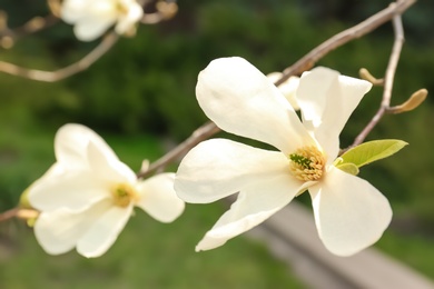 Photo of Magnolia tree branch with beautiful flowers outdoors, closeup. Awesome spring blossom