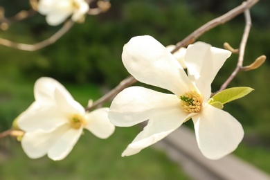 Magnolia tree branch with beautiful flowers outdoors, closeup. Awesome spring blossom