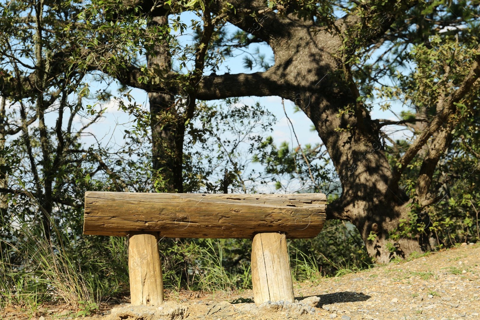 Photo of Small wooden bench near trees in park