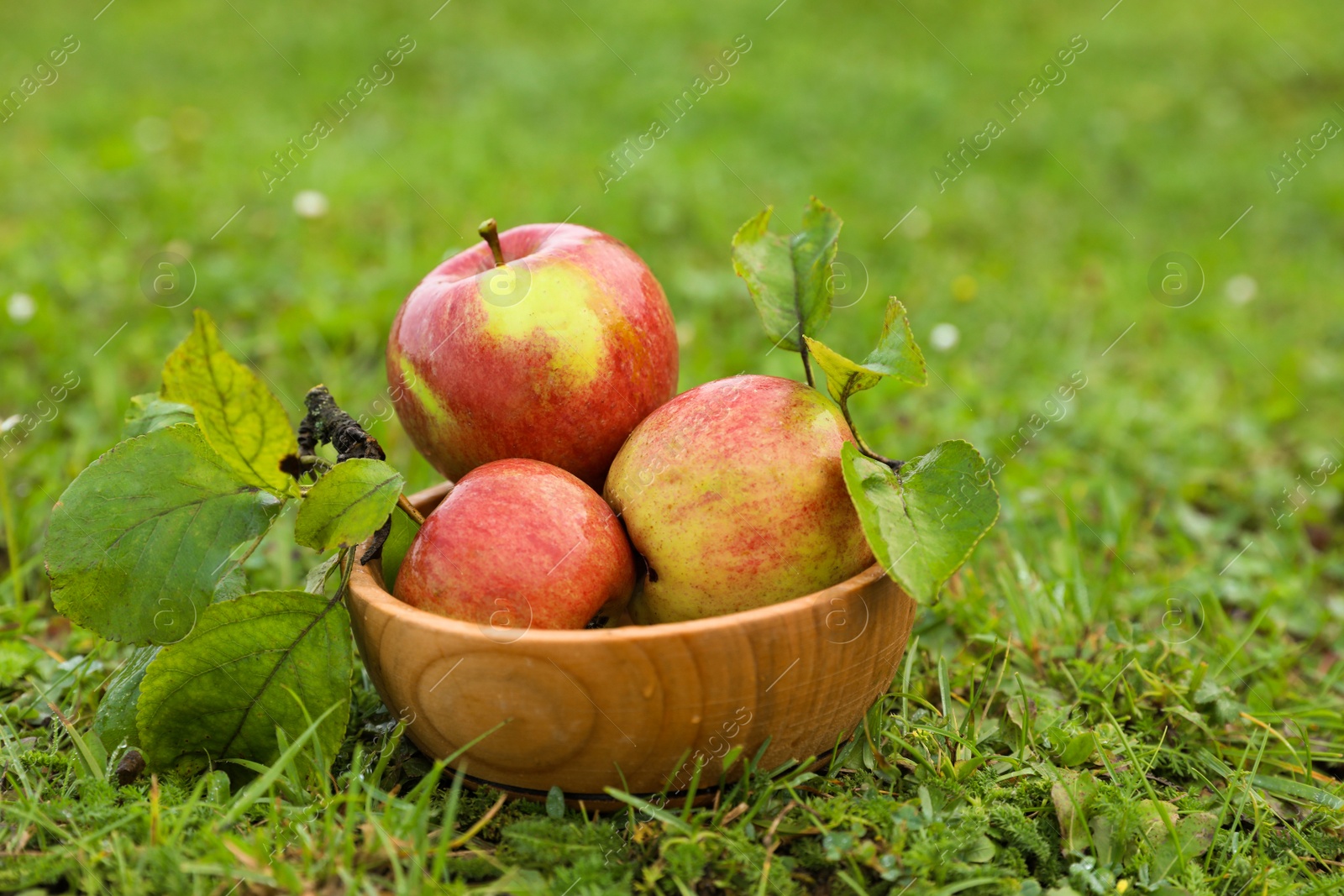 Photo of Dishware full of ripe apples on green grass