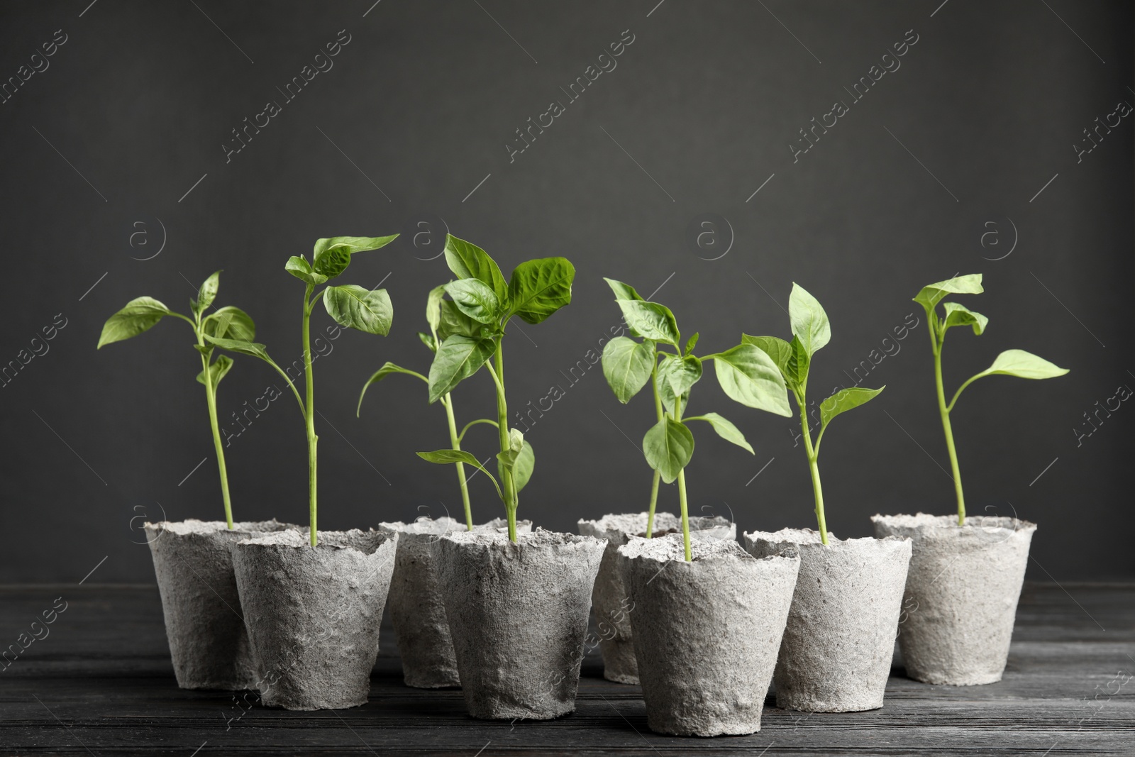 Photo of Vegetable seedlings in peat pots on table against black background