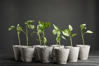 Photo of Vegetable seedlings in peat pots on table against black background