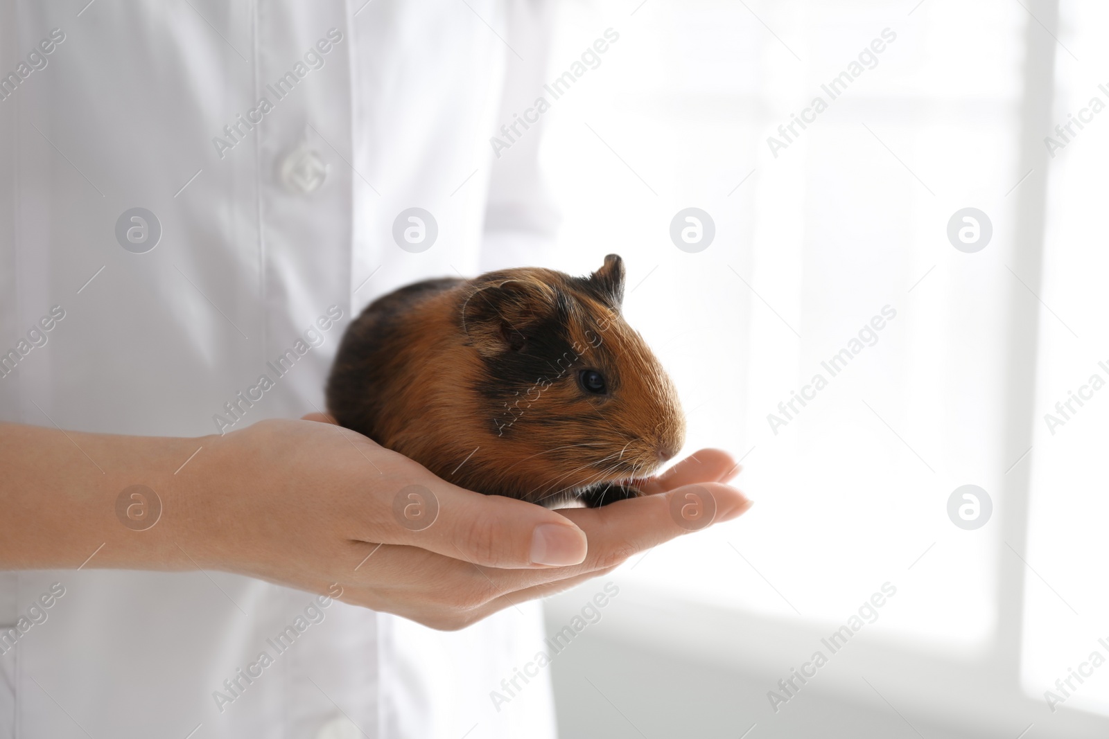 Photo of Female veterinarian examining guinea pig in clinic, closeup