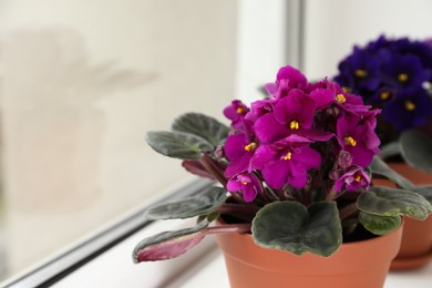 Photo of Beautiful potted violets on window sill, space for text. Delicate house plants