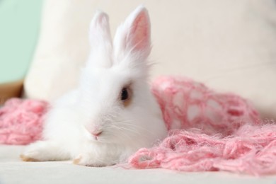 Fluffy white rabbit wrapped in soft blanket on sofa, closeup with space for text. Cute pet