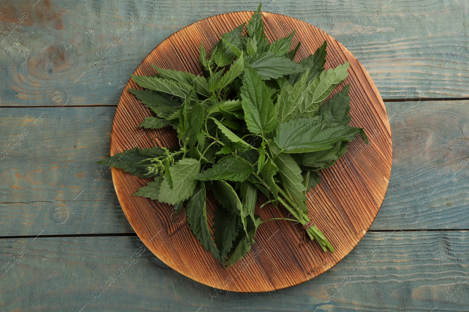 Photo of Bunch of fresh stinging nettles on blue wooden table, top view