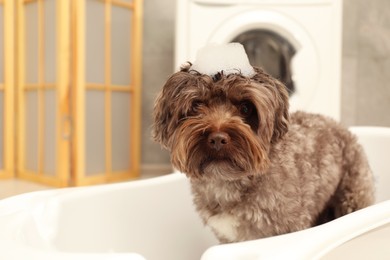 Photo of Cute dog with foam on its head in bath tub indoors, space for text