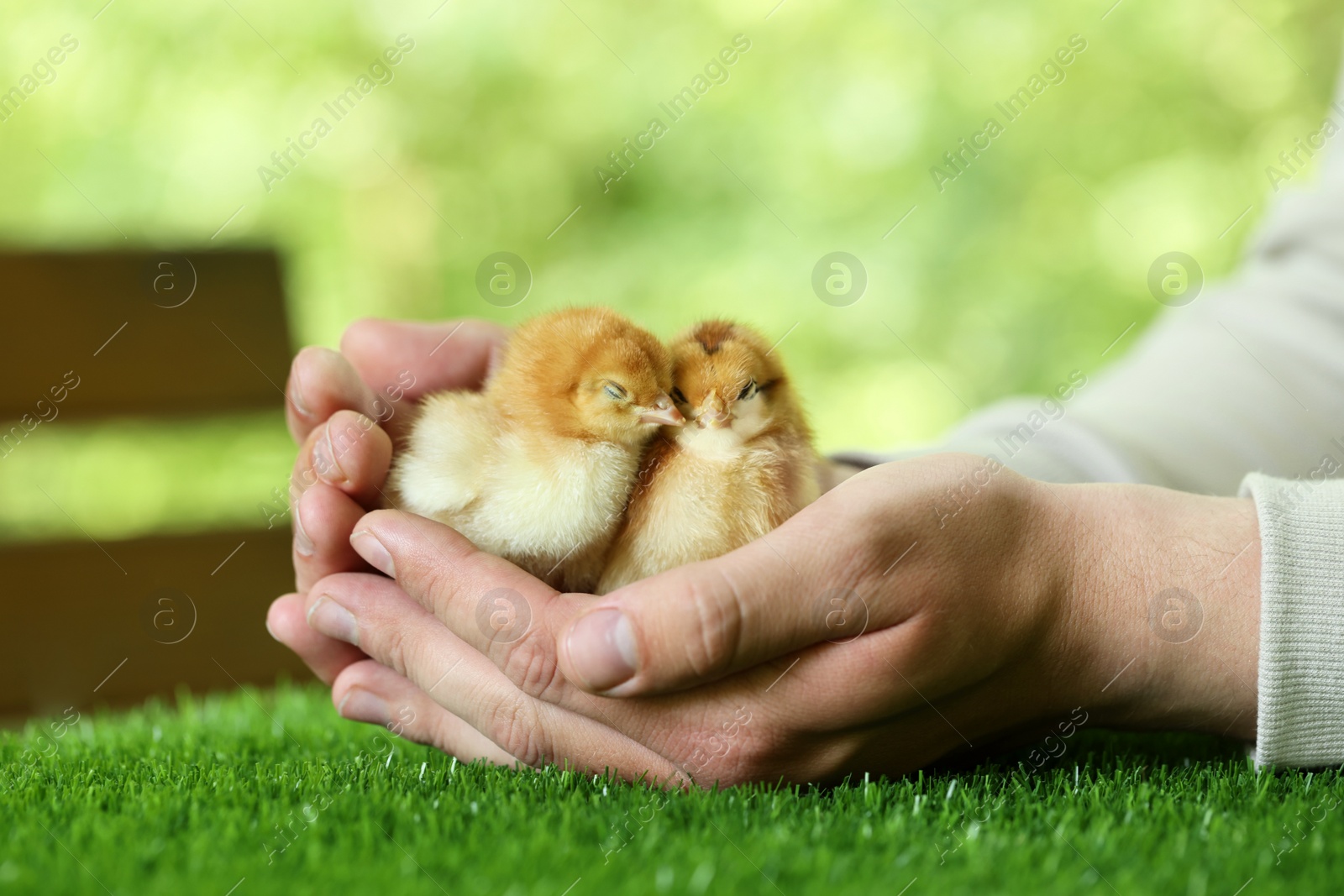Photo of Man with cute chicks on green grass outdoors, closeup. Baby animals
