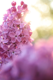 Closeup view of beautiful blooming lilac shrub outdoors