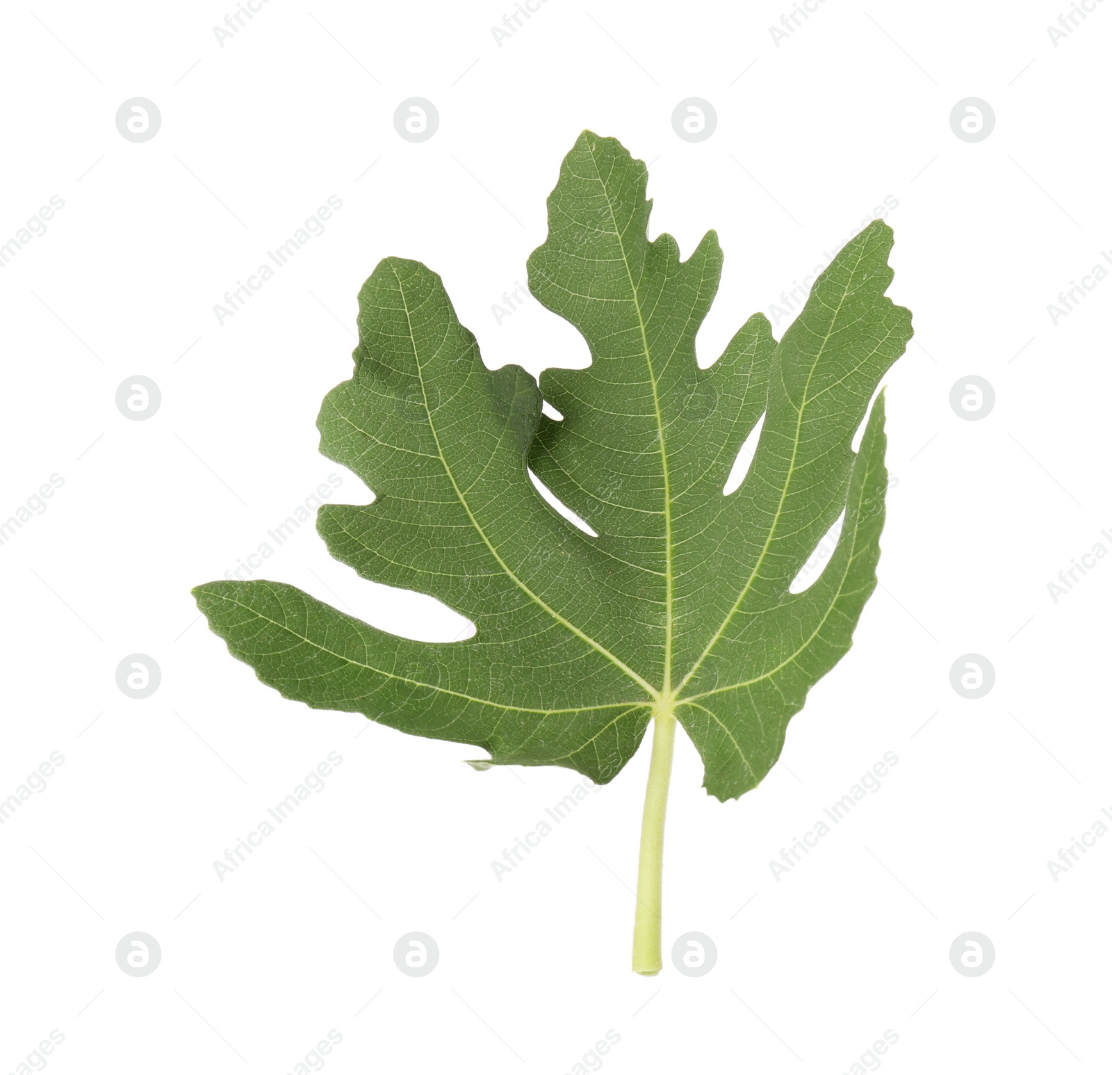 Photo of One green leaf of fig tree isolated on white