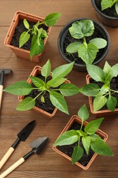 Different seedlings growing in plastic containers with soil and gardening tools on wooden table, flat lay