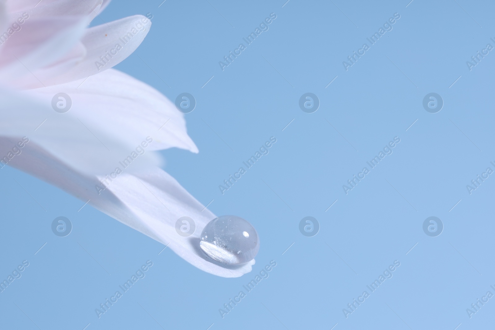 Photo of Macro photo of flower petal with water drop against light blue background. Space for text