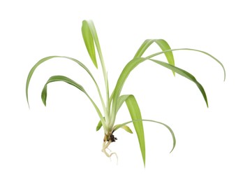 Photo of Houseplant seedling with leaves isolated on white