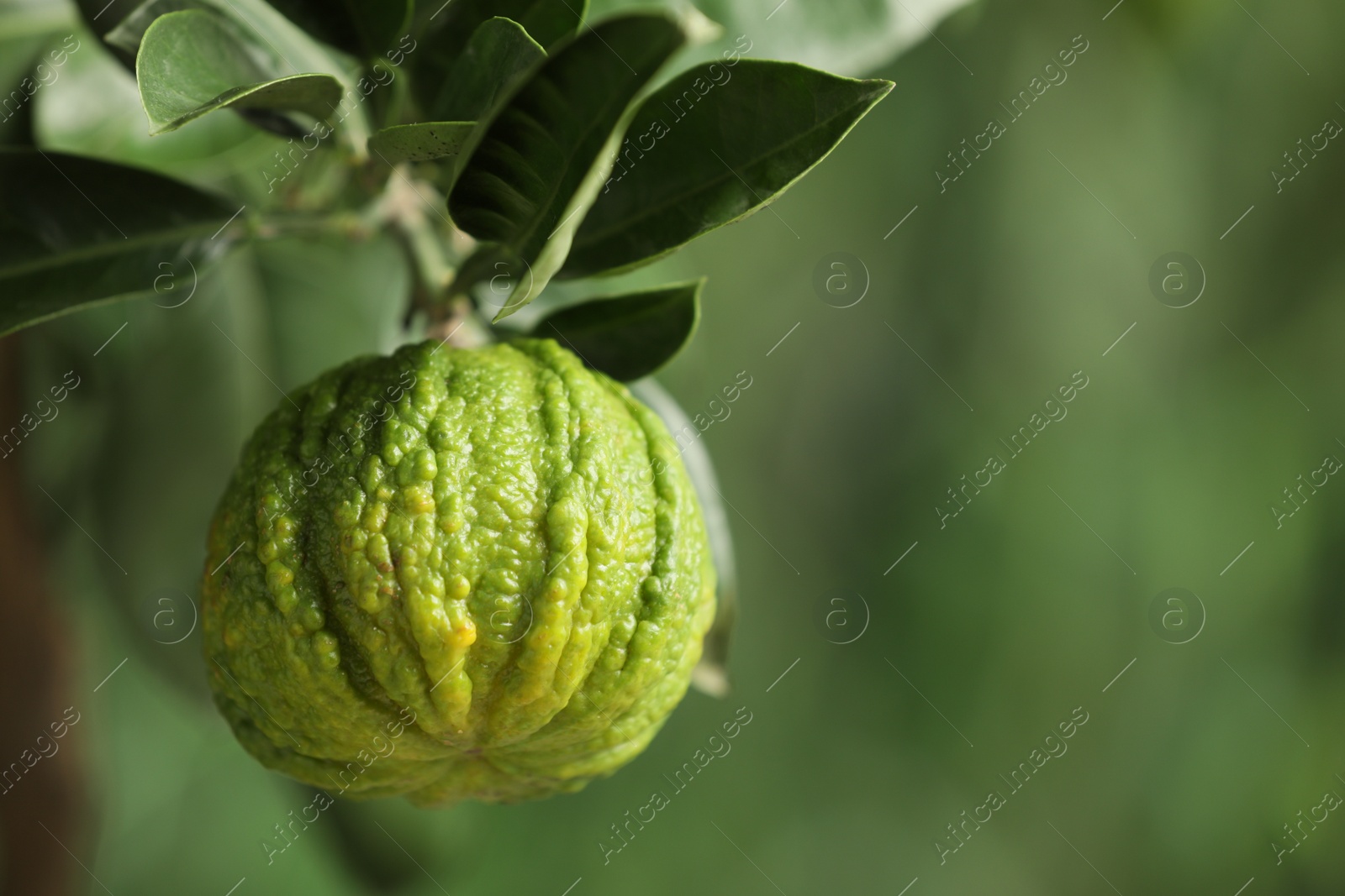 Photo of Closeup view of bergamot tree with fruit outdoors