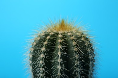 Photo of Beautiful green cactus on light blue background, closeup. Tropical plant
