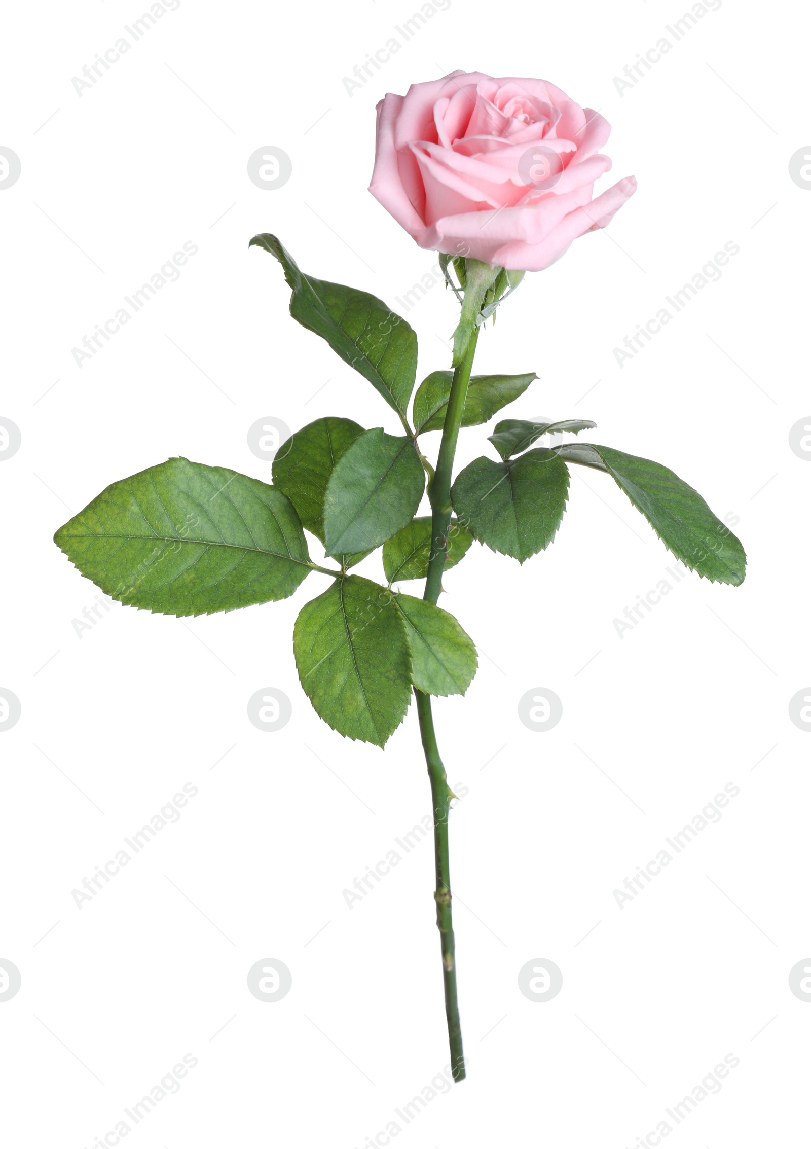 Photo of Blooming pink rose isolated on white. Beautiful flower