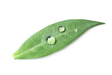 Photo of Green leaf with water drops isolated on white