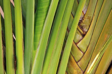 Photo of Beautiful tropical palm leaves, closeup
